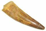 Fossil Spinosaurus Tooth - Real Dinosaur Tooth #363081-1